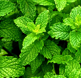 使い捨てVape・ニコパフ：メンソール